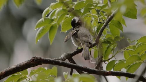 Small Songbird Preening Its Feathers While Perched On A Branch