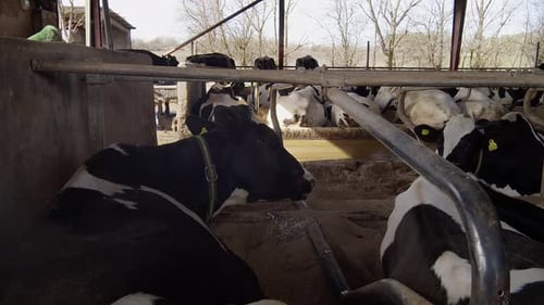 Modern farm barn with milking cows eating hayCows in cowshed,Calf feeding on farm,Agriculture indust