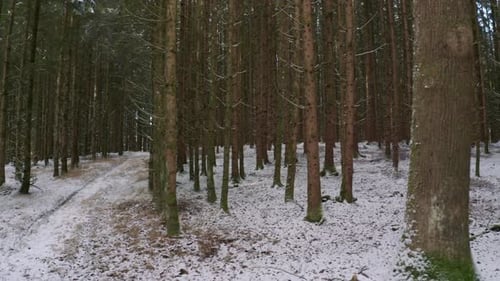 4K-UHD-Luftdrohnen-Clip von grünen Bäumen in einem verträumten Wald im Winter mit Schnee, der die kalte Jahreszeit bedeckt