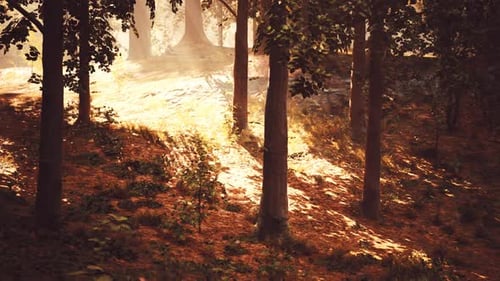 The Sun Shines Through the Trees in the Forest