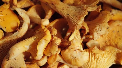 A pile of fresh chanterelle mushrooms picked from the forest. One of the most prized mushrooms.