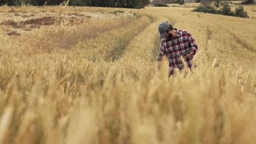 Farmer in Wheat Field Examining Cereal Quality with Digital Tablet Innovation Technology in