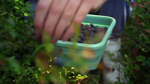 Picking Fresh Blueberries on a Sunny Day