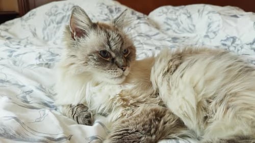 Sleepy Cat Resting on a Bed