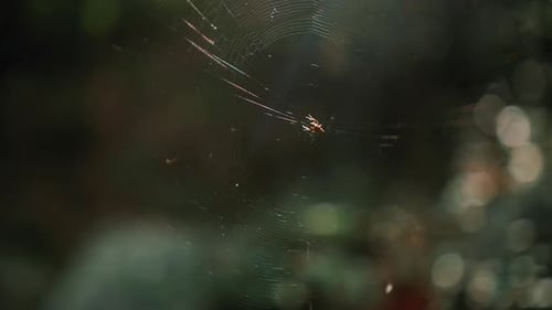 Spider On Its Web With Blurry Forest At Background During Sunny Day. - Slow Motion