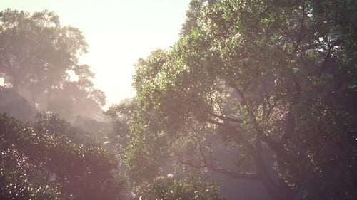 Sunlight Filtering Through Lush Green Trees in a Tranquil Jungle During Dawn