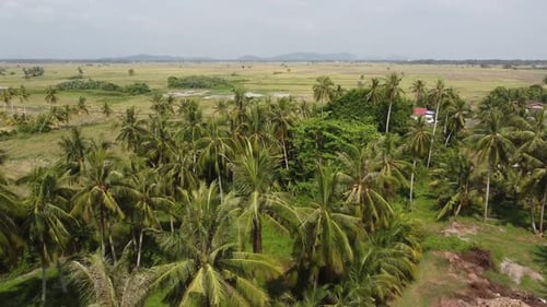 Coconut tree plantation at rural village Kuala Muda