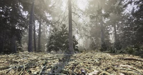 Sunlight Filters Through Trees in a Serene Dawn Forest Setting