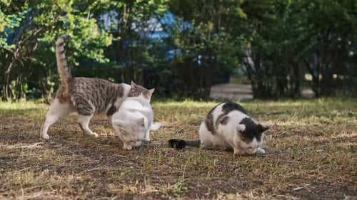 Cats Eating Food Outdoors in Grassy Area