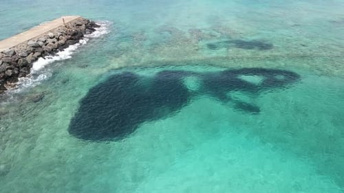 Aerial view of a school of fish in the ocean