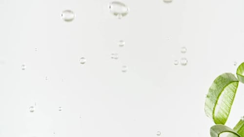 Aloe Vera Slices Falling Gently in Water
