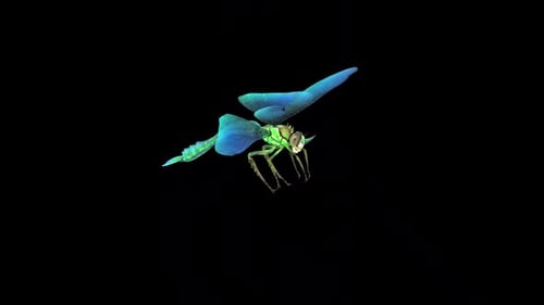 Blue Dragonfly Idle