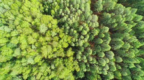 Aerial Over the Treetops of Evergreen Coniferous Green Forest on a Bright Sunny Day Beauty in Nature