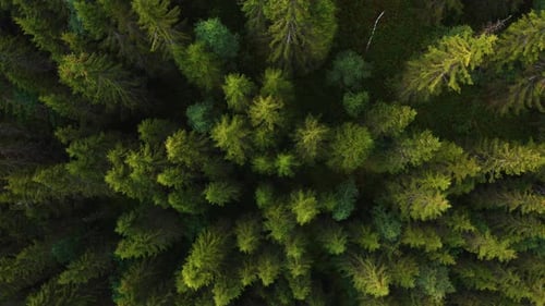 Top Down View of Autumn Forest Fall Woodland Aerial Shot