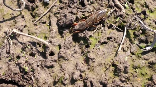 P420 1 Insecte Gryllotalpidae en pleine terre au début du printemps.