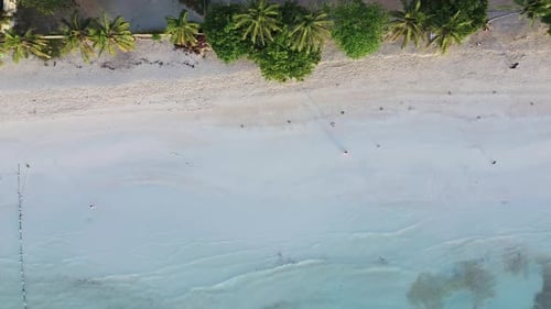 Tropical Beach with White Sand and Palm Trees