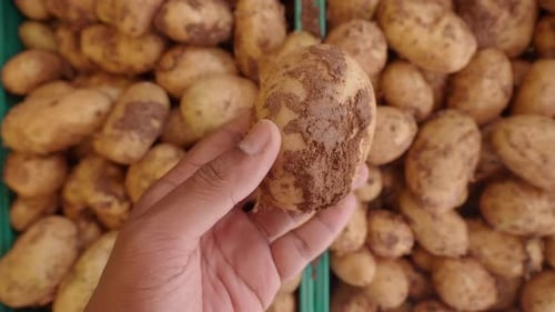 Come and Discover an Amazing Selection of Fresh Potatoes at Your Local Farmers Market This Season
