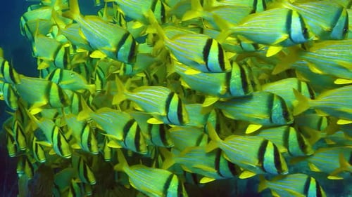 Nature's Aquarium: Delving into the Lives of Sea Fish in Crystal-Clear Seas 4K