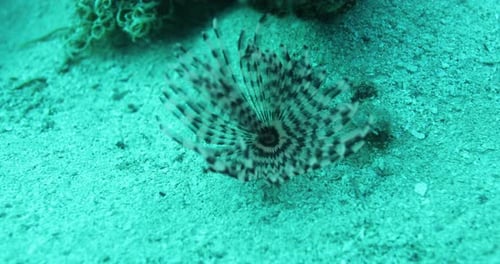 Sabella Spallanzanii hiding between the Coral Reef of the Red Sea of Egypt haete worms in the family