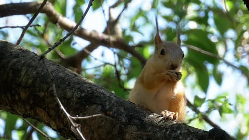 Squirrel Eating on a Branch in a Tree
