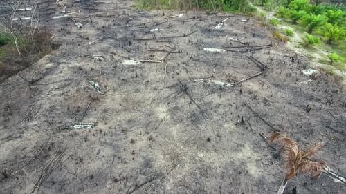 burning of forest land for agriculture