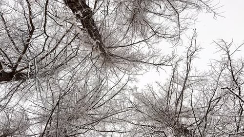Bottom View of A Snowstorm in a Winter Public Park It is Snowing Heavily Snowflakes are Slowly