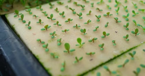 Footage close up of Farmers are propagating vegetables in nursery farm.