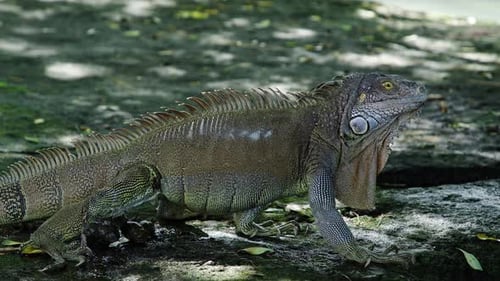 Iguana walking on a tropical path surrounded by greenery in a natural environment