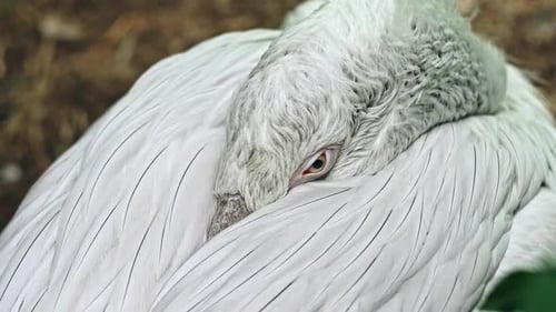 Closeup of the Eye of a Dalmatian Pelican