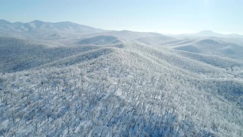 Aerial View of a Frozen Forest with Snow Covered Trees at Winter Flight Above Winter Forest Aerial