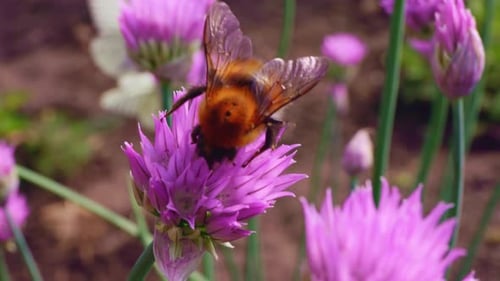 Bumblebee Collects Pollen From Blooming Chive Flowers in a Vibrant Garden Setting