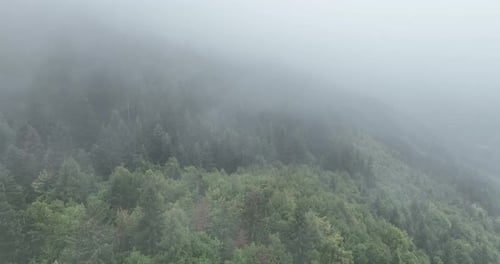 Misty Aerial View of a Forest Landscape