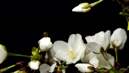 Épanouissement des fleurs, floraison des fleurs
