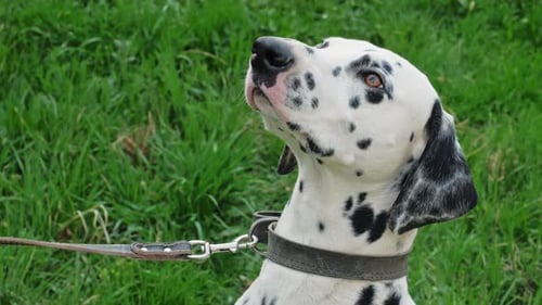 Dalmatian Dog Breed Close up