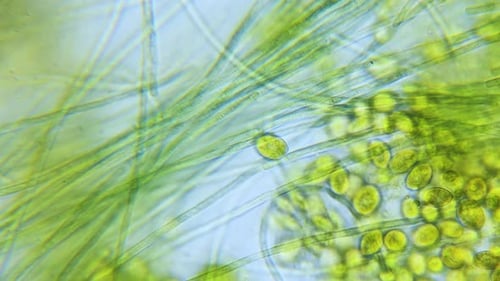 Cyanobacteria and green algae movement under microscope