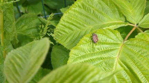 Insect Dolycoris baccarum on big green leaf in nature