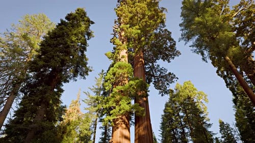 Giant Sequoia trees in Kings Canyon National Park