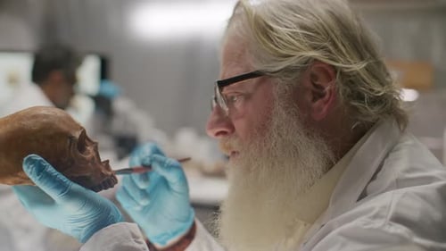 Senior Archaeologist Cleaning Ancient Skull with Brush during Lab Research
