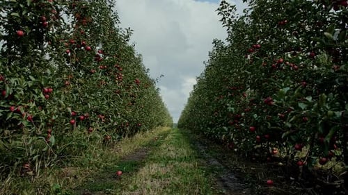 Aerial Shot Agricultural Apple Farm Trees