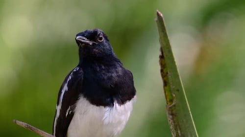 The Oriental magpie-robin is a very common passerine bird in Thailand in which it can be seen anywhe