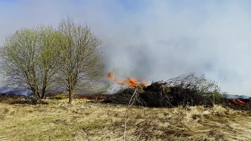 Raging Grassland Brush Fire Spreading Through Dry Field Near Leafless Trees Under Hazy Smokefilled