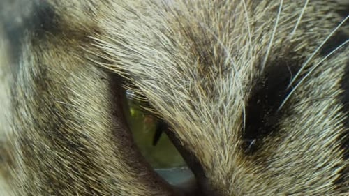 Macro video captures mesmerizing details of cat eyes