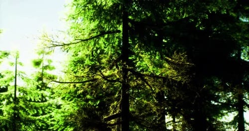 Lush Green Forest Filled with Tall Trees and Vibrant Foliage in Sunlight
