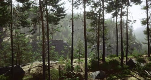 Peaceful Forest Landscape with Towering Pines Under Soft Morning Light
