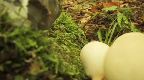 Wild Mushrooms Growing on Mossy Forest Floor