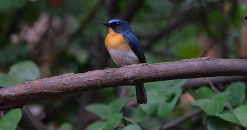 Der indochinesische Blaufliegenfänger Cyornis sumatrensis schaut nach links und zwitschert, während die Kamera heranzoomt
