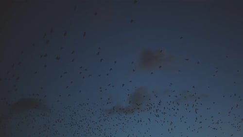 Ein dunkler Himmel, der von der schnell zurückgehenden Sonne schwach beleuchtet wird, beherbergt Tausende kleiner Fruchtfledermäuse, die hereinfliegen