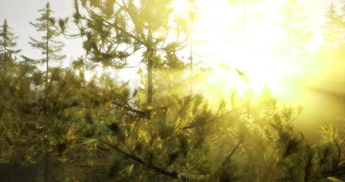 Sunlight Filtering Through Trees in a Tranquil Forest Setting at Dawn