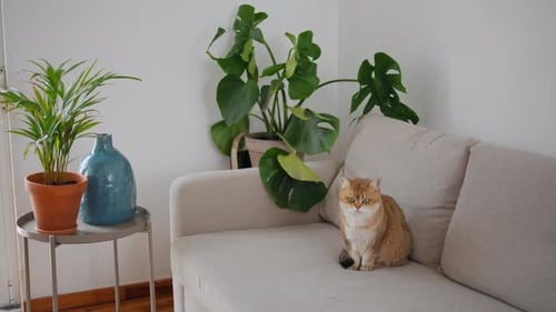 Calm Cat Sitting on Beige Sofa Indoors