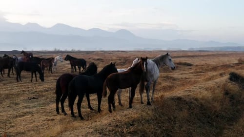 Beautiful wild horses in the Kayseri area in Turkey at sunrise -Aerial
